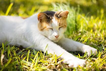 A lo largo de cada etapa de su vida, el gato necesitará diferentes cuidados para mantener su bienestar (Foto ilustrativa: PIXABAY)