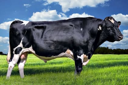 La importación podría tener más impacto para el ganado lechero