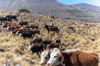 La Patagonia tiene una baja oferta de hacienda