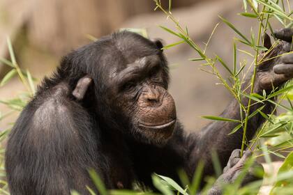 Los chimpancés Sasha y Kangoo (en la foto), madre e hijo, se preparan para partir antes de fin de año hacia Gran Bretaña