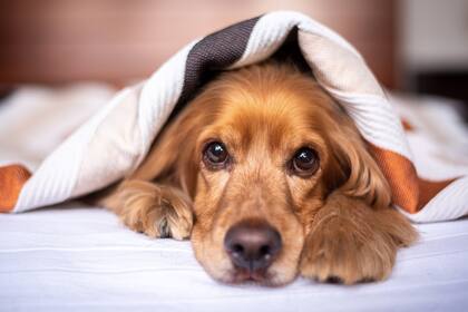 Los perros tienen un fuerte instinto de manada heredado de sus ancestros, los lobos, que duermen juntos para protegerse y mantenerse unidos (Foto ilustrativa: PIXABAY)