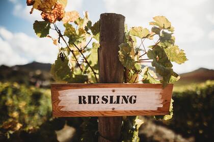 Quedan muy pocas hectáreas plantadas con Riesling en la Argentina