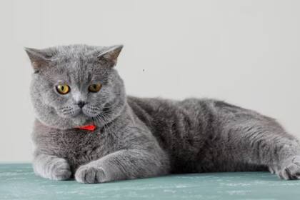 Se caracterizan por su pelaje azul grisáceo que resulta encantador para muchos amantes de los gatos